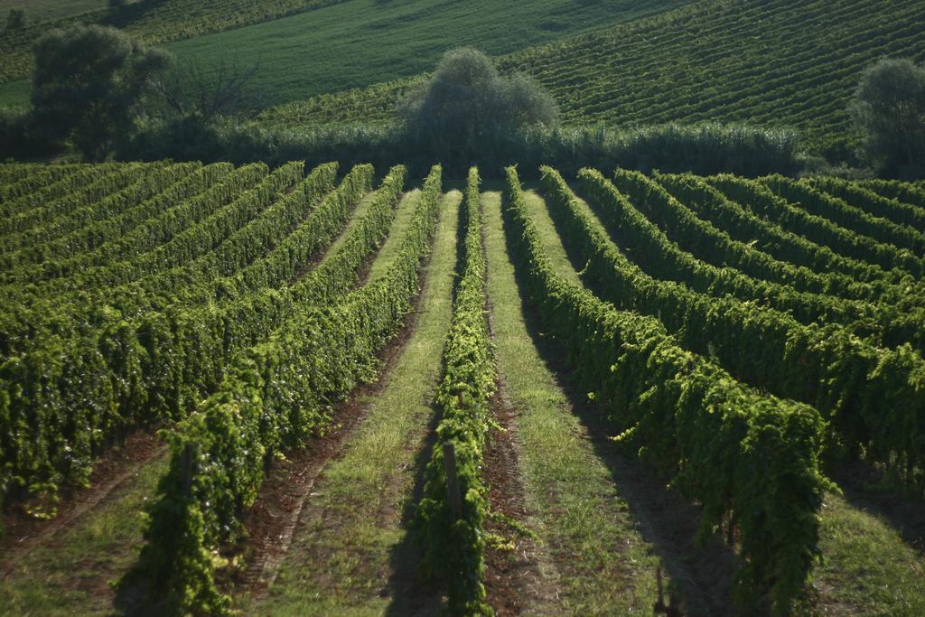 Agriturismo Le Vigne Del Conero Ancona Exterior photo
